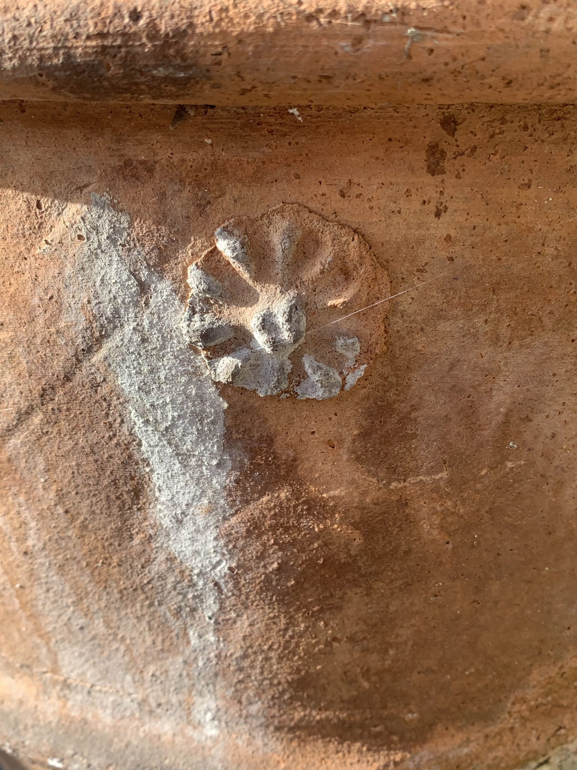 Dettaglio fiore conca 