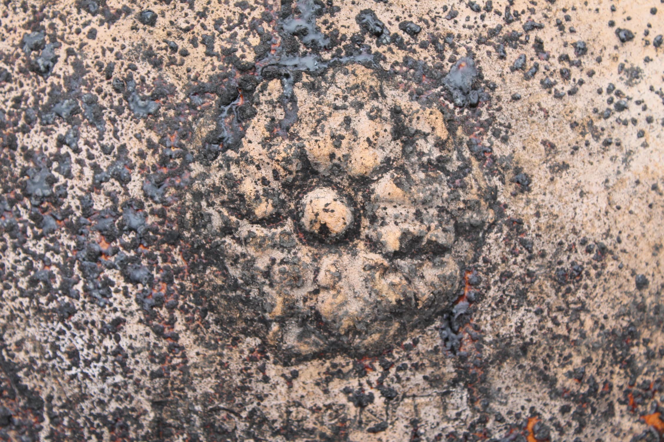 Dettaglio fiore orcio 
