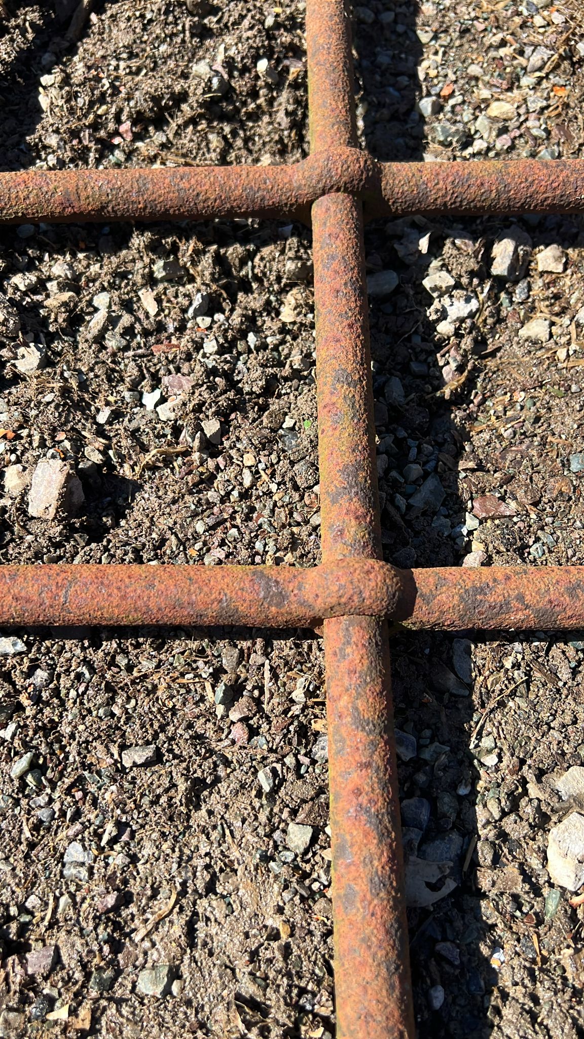 Dettaglio grande rostra 