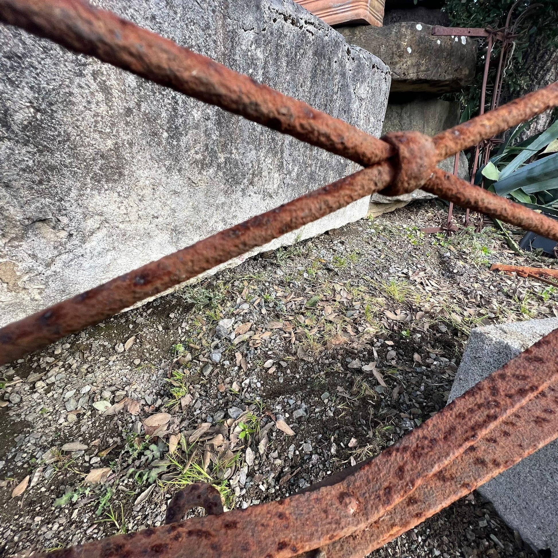 Ferro rostra 