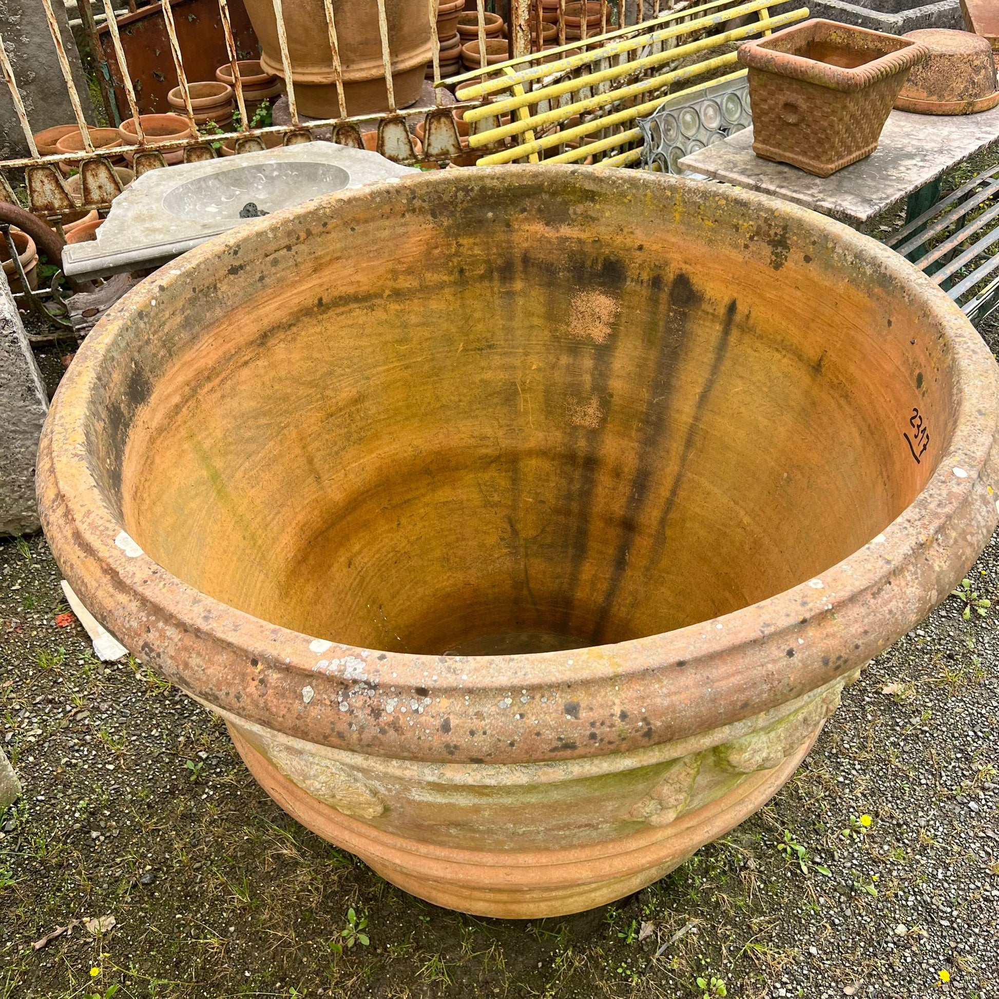 Vecchia conca festonata 