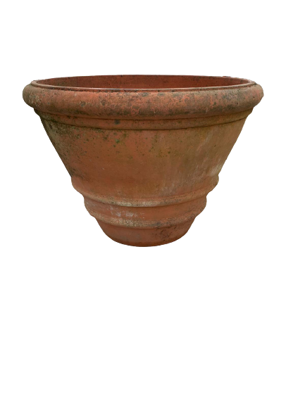 Vecchie conche antiche 